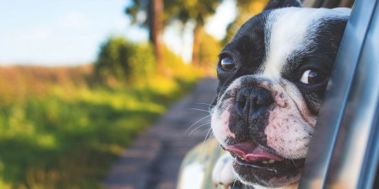 happy dog sticking head outside car window