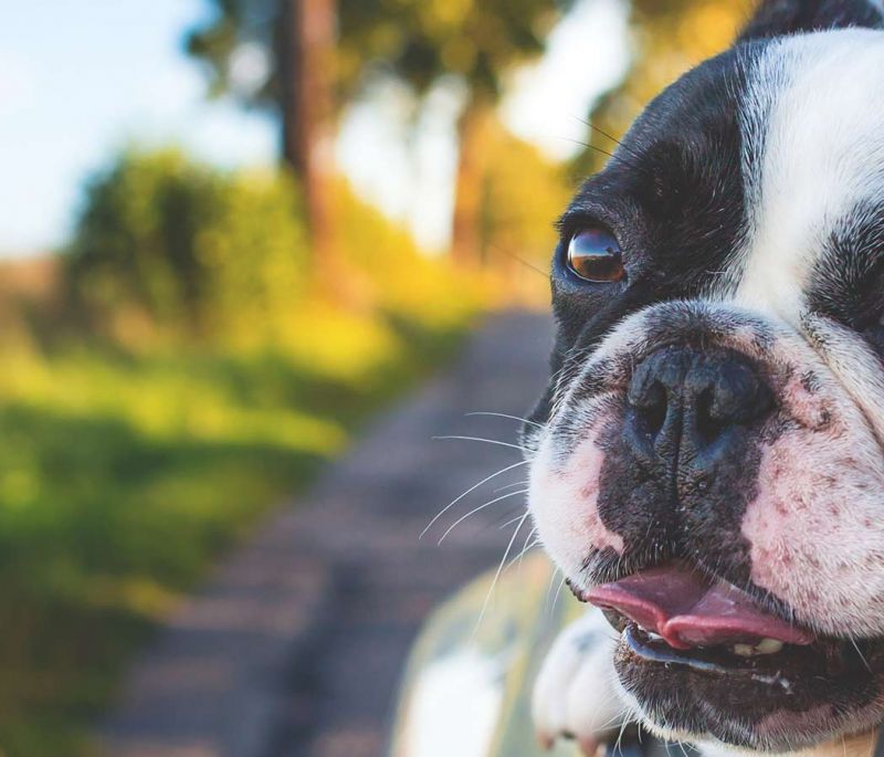 happy dog sticking head outside car window